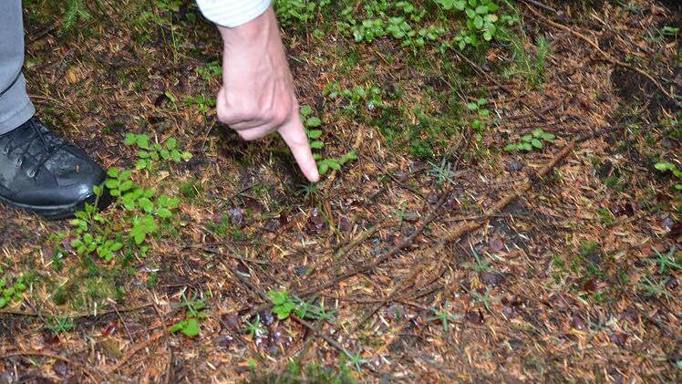 Tannensternchen, also Sämlinge, zeigt Forstdirektor Michael Schneider im Wald bei Grössau. Foto: Karl-Heinz Hofmann