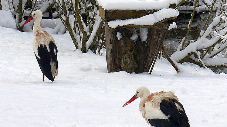 Im auch im Winter geöffneten Tambacher Wildpark lassen sich die Tiere nicht vom Neuschnee stören. Foto: Berthold Köhler