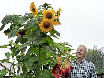 Albert Gehring zeigt seine besondere Sonnenblume.  Foto: Christian Ziegler