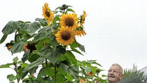 Albert Gehring zeigt seine besondere Sonnenblume.  Foto: Christian Ziegler