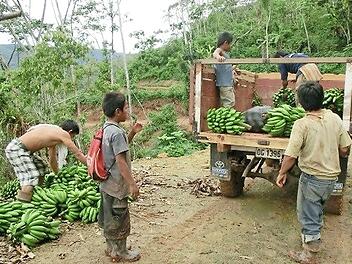 Ein Kleinlastwagen ist eine große Hilfe bei der Bananenernte.  Fotos: privat