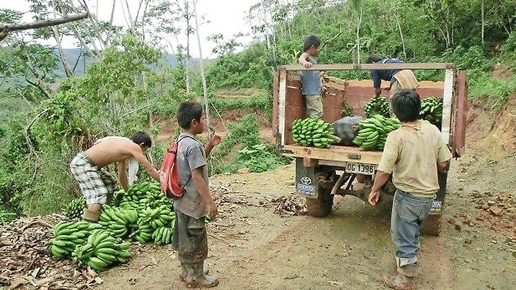 Ein Kleinlastwagen ist eine große Hilfe bei der Bananenernte.  Fotos: privat