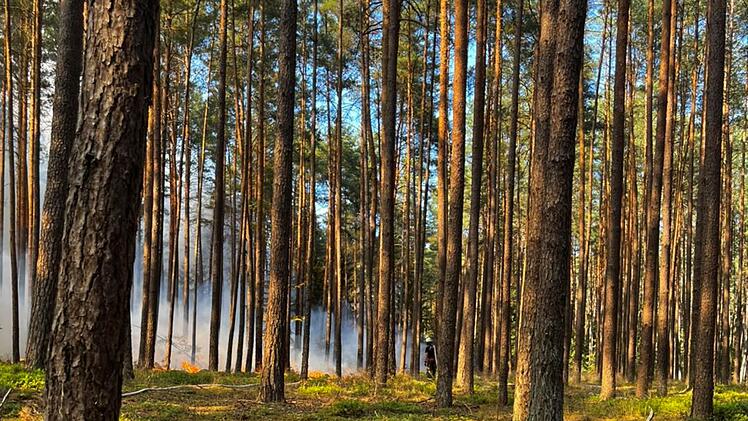 Waldbrand bei Baiersdorf: Feuerwehr mit Großaufgebot im Einsatz