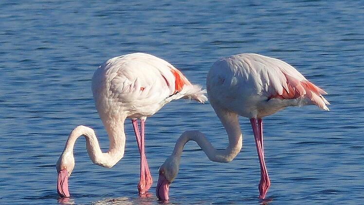 Feinschmecker: Die Flamingos gründeln in den Mittelmeer-Lagunen nach nahrhaften Meeresfrüchten.