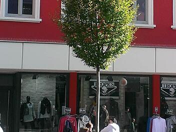 Dieser Baum im Trog steht in Schweinfurt. Die Forchheimer Stadträte überzeugte weder Optik noch Preis einer solchen Lösung. Foto: Tiefbauamt