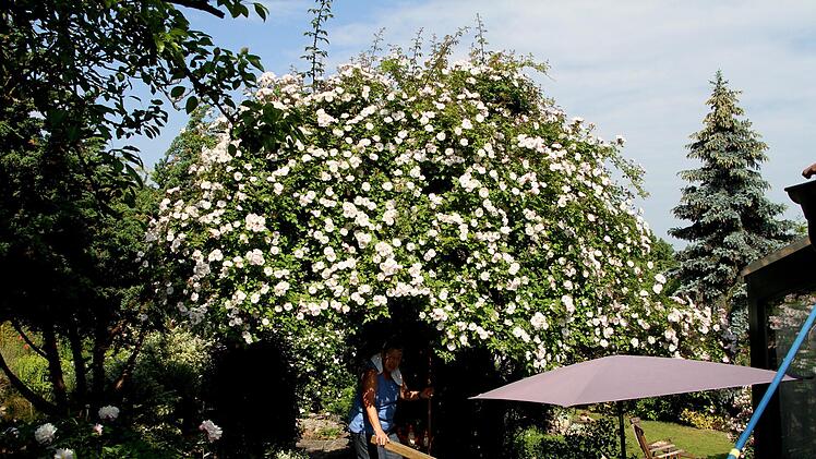 Auf Rosenbäume wie die "Paul`s Himalaya Musk" auf einem alten Zwetschgenbaum fällt der Blick.Günther Geiling