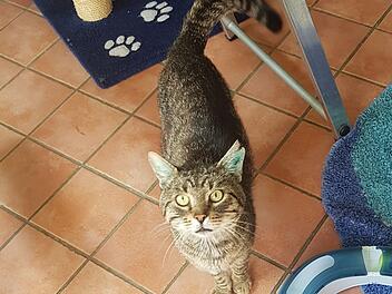 Tierheim Bamberg: Kater Kairos sucht neues Zuhause