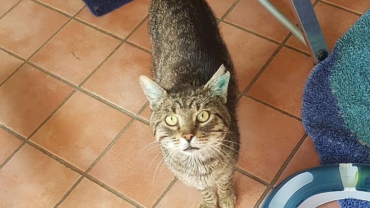 Tierheim Bamberg: Kater Kairos sucht neues Zuhause