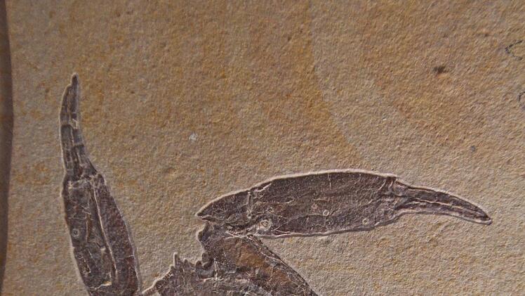 Dieser Schlankhummer lebte vor 150 Millionen Jahren. Mäuser