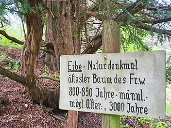 Diese Eibe nahe Bernstein soll der älteste Baum des Frankenwaldes sein.