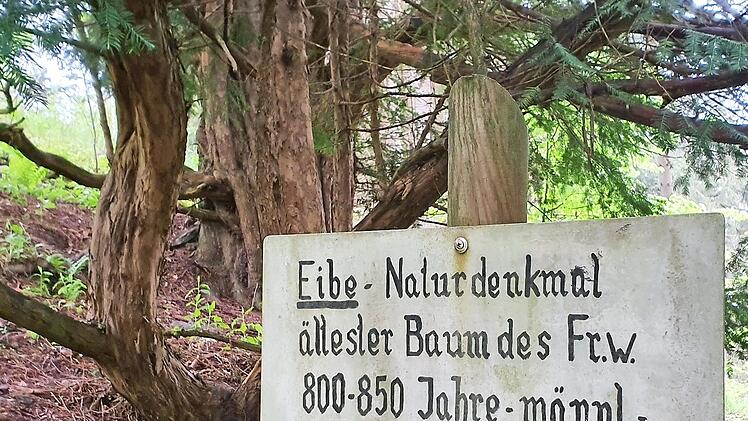 Diese Eibe nahe Bernstein soll der älteste Baum des Frankenwaldes sein.