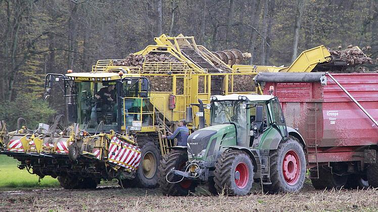 Zuckerrübenernte im Maintal: Die Lademaus (links) spuckt die vom Erdreich befreiten Früchte auf den Anhänger. Dann geht der Transport in die Zuckerfabrik. Fotos: René Ruprecht