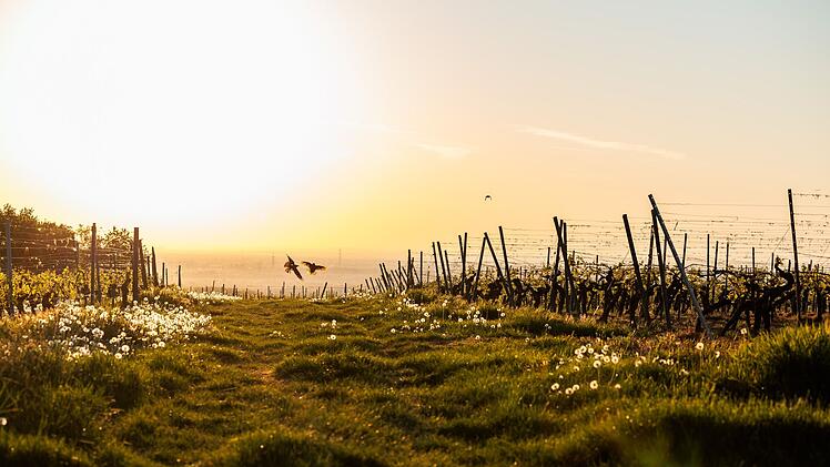 Sonnenaufgang in Rheinland-Pfalz