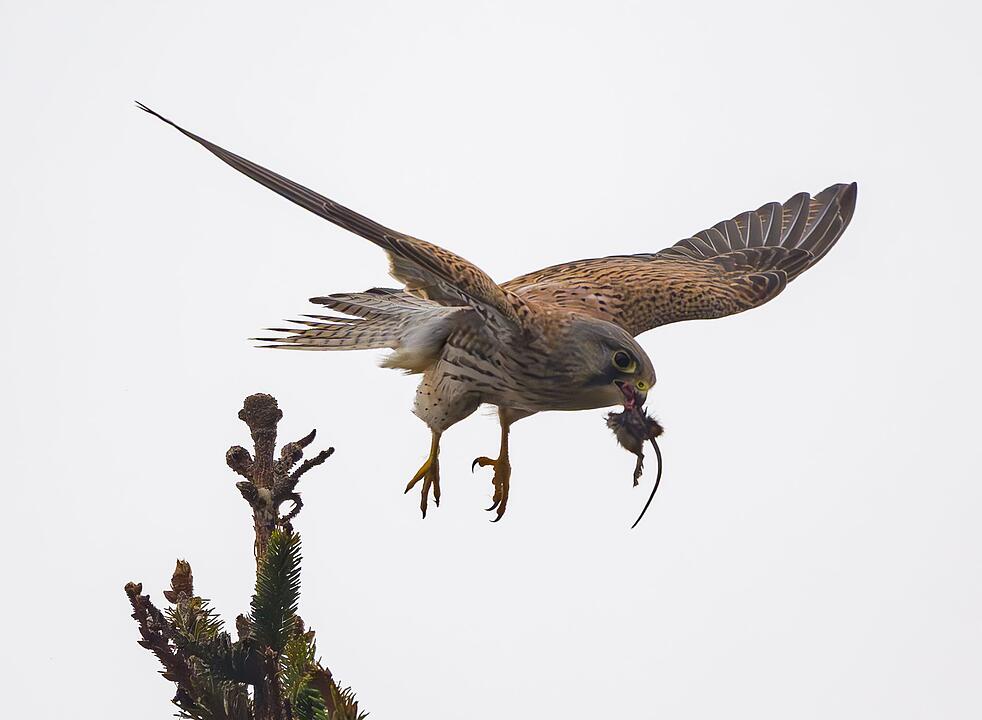 Turmfalke auf Beutejagd