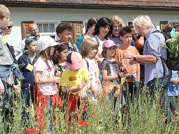 Johanniskraut, Wilde Möhre, Breitwegerich: Renate Halwart erklärt, wie diese Pflanzen verwendet werden können. Fotos: Gerda Völk