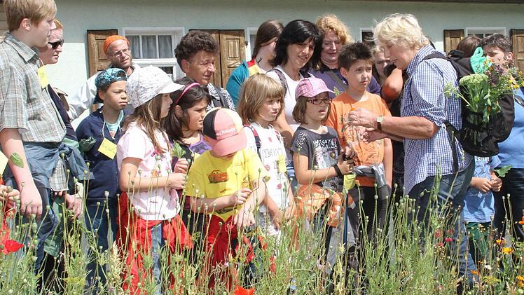Johanniskraut, Wilde Möhre, Breitwegerich: Renate Halwart erklärt, wie diese Pflanzen verwendet werden können. Fotos: Gerda Völk