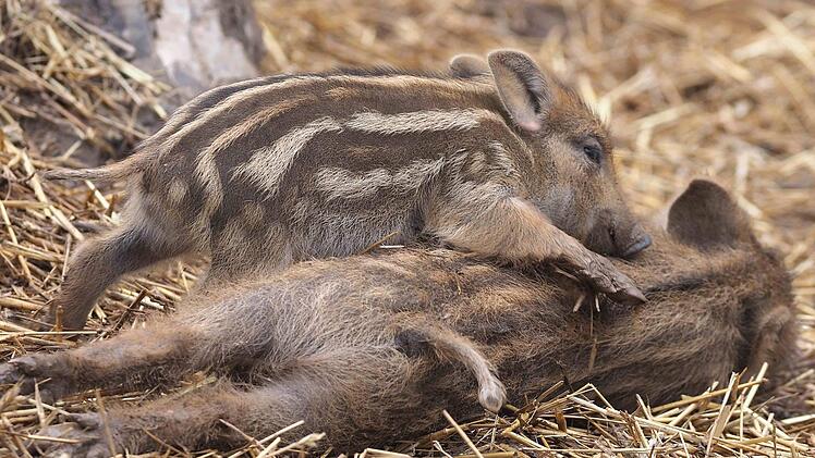 Für Verzückung bei den Besuchern sorgen die Frischlinge im Wildschweingehege. C. Winter