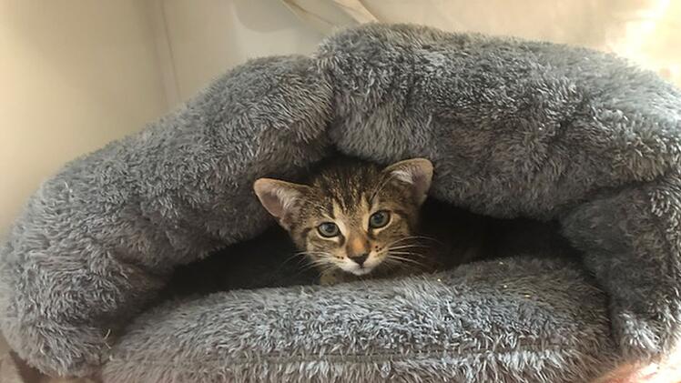Tierheim Hersbruck: Ausgesetzte Katzen-Babys in Transportbox gefunden - "ohne Wasser, ohne alles"