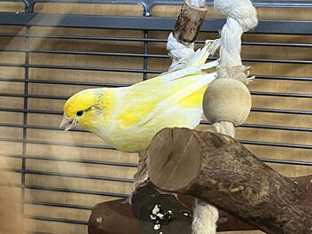 Tierheim Bamberg sucht neues Zuhause in Partnerschaft für Kanarienvogel Pio