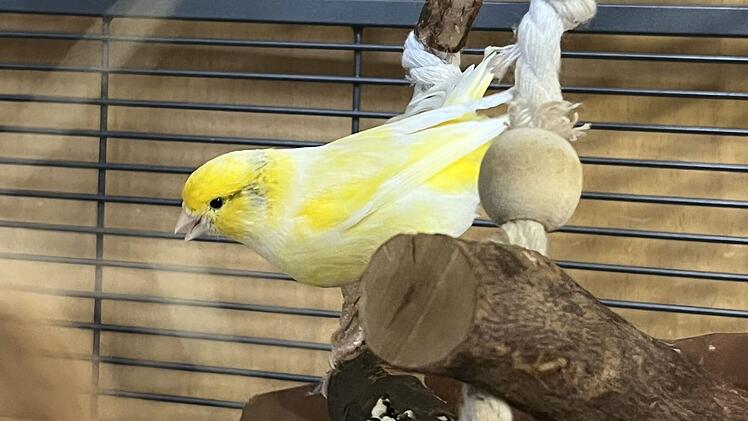 Tierheim Bamberg sucht neues Zuhause in Partnerschaft für Kanarienvogel Pio