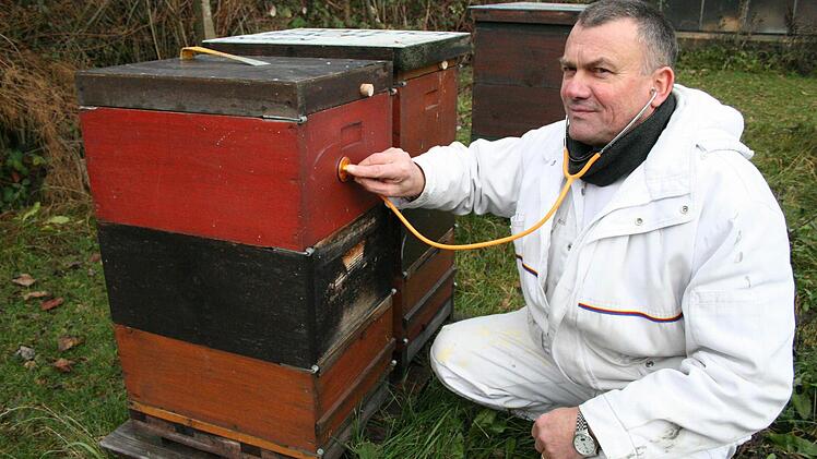 Imker Robert Gubesch hört mit einem Stethoskop den Bienenstock ab. Da wo das Summen ist, sind die Bienen.  Foto: Sabine Paulus