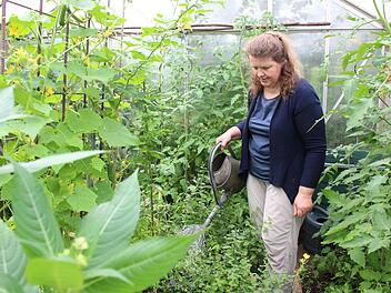 Kerstin Schmidt zieht in ihrem Gewächshaus unter anderem zwölf verschiedene Tomatensorten, Gurken, Chili, Honigmelonen und Kräuter. In der Ecke des Gewächshauses steht eine Regentonne, die durch ein Rohr nach draußen mit Wasser vollläuft.  Fotos: Cindy Dötschel