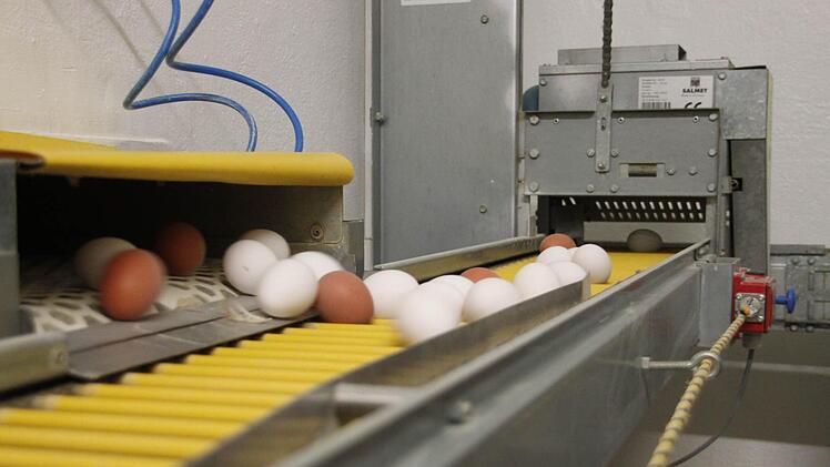 Auf dem Eierband laufen die Eier vom Nest direkt in den Eierkarton.