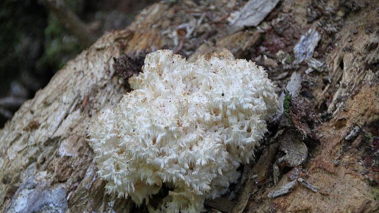 Der Ästige Stachelbart war im Jahr 2006 Pilz des Jahres. Foto: Ulrike Müller