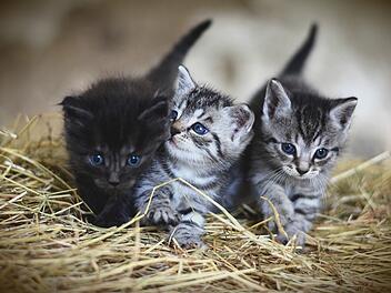 Einfach süß: Katzen. Aber manche Menschen reagieren allergisch.