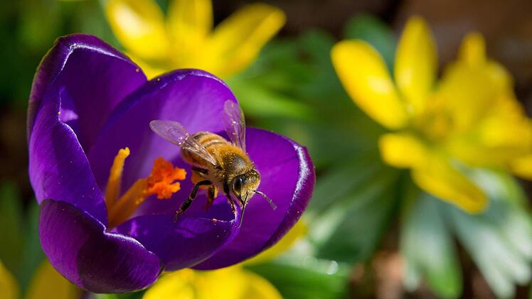 Foto: Patrick Pleul/dpa