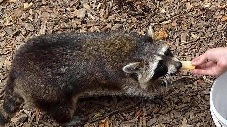 Ausgehungert und durstig war Waschbär "Walter", als er im Klaushof abgegeben wurde. Inzwischen fühlt er sich dort wohl.  Fotos: Peter Rauch