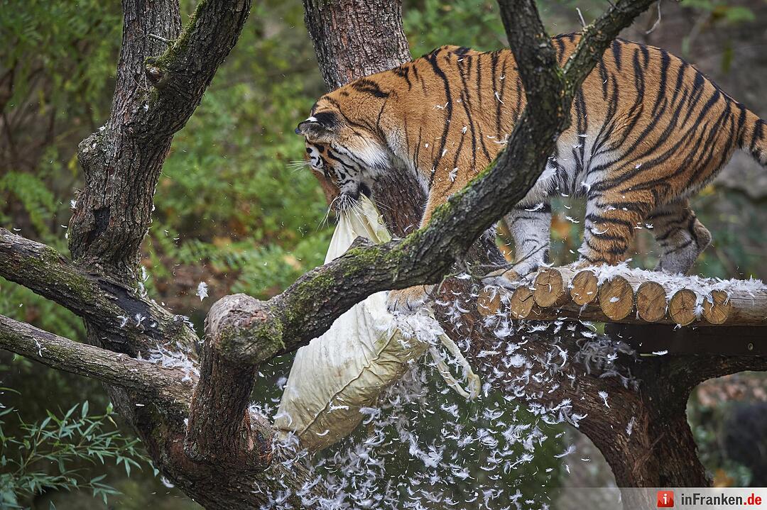 Tigerdame Katinka spielt Kissenschlacht im Tiergarten Nürnberg