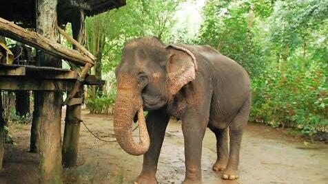 Elefantendame Wendy lebt seit 43 Jahren im Dorf der Mon.