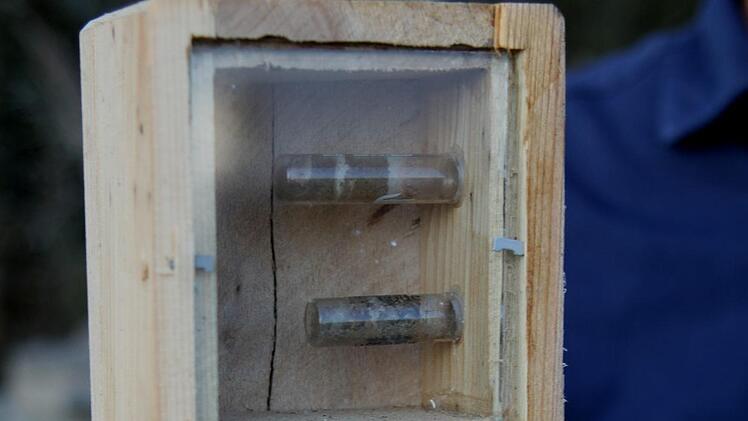 In künstlichen Beobachtungshilfen, wie dieser, überwintern die Larven und warten auf das Frühjahr. Fotos Günther Geiling