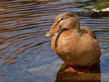 Diese Ente musste vor den Zudringlichkeiten ihrer männlichen Mitbewohner fliehen. Hier sonnt sie sich. Enten sind generell sehr reinliche Tiere, die ihr Federkleid gerne und oft putzen. In der Natur werden sie bis zu zehn Jahren alt. Foto: Kathrin Kupka-Hahn