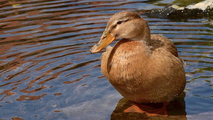 Diese Ente musste vor den Zudringlichkeiten ihrer männlichen Mitbewohner fliehen. Hier sonnt sie sich. Enten sind generell sehr reinliche Tiere, die ihr Federkleid gerne und oft putzen. In der Natur werden sie bis zu zehn Jahren alt. Foto: Kathrin Kupka-Hahn