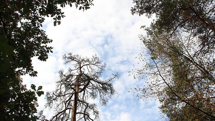 Derzeit sterben auch die Kiefern im Münnerstädter Wald. Foto:  Heike Beudert
