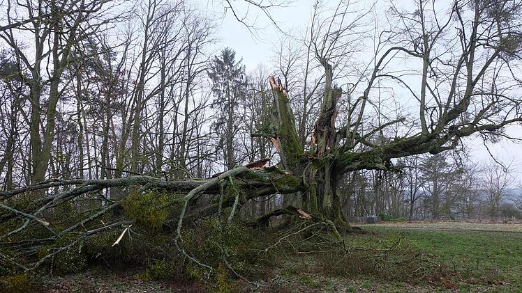 Sturm "Sabine" hat die die unter Naturschutz stehende "Alte Linde" am Kirchberg gefällt. Foto: Philipp Bauernschubert