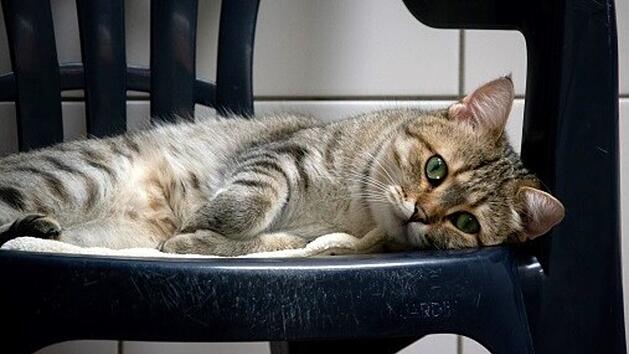 Tierheim N&uuml;rnberg: von Besitzer zur&uuml;ckgelassen - Katzen-Familie mit traurigem Schicksal