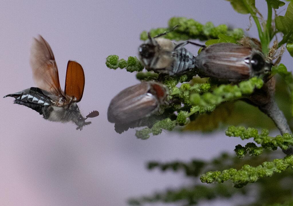 Maik&auml;fer-Massenflug startet