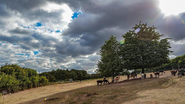 Elf männliche Alpakas, 14 Stuten und aktuell drei Fohlen leben auf der Weide in Weisbrunn. Foto: Matthias Hoch