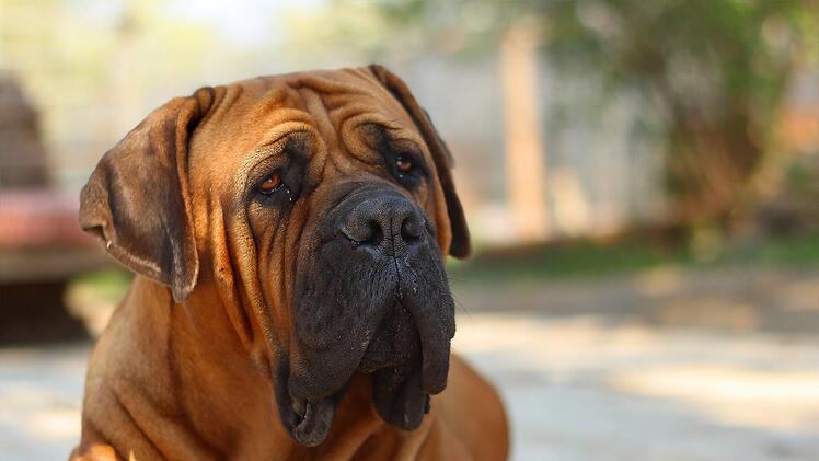 Symbolbild: Hund, Bauerndogge, Boerboel