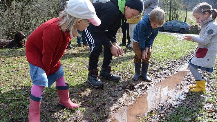 In der kleinsten Pfütze gibt es zum richtigen Zeitpunkt Leben zu entdecken, hier im April an den Oberbacher Teichen. Foto: Elisabeth Assmann