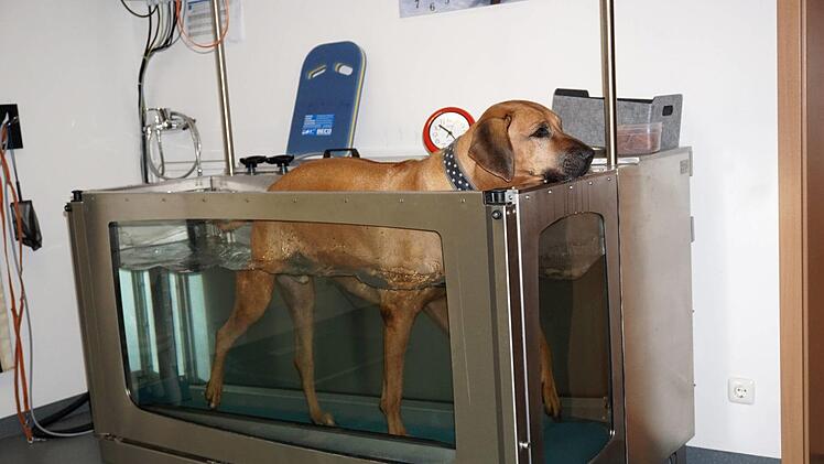 Yomi auf dem Unterwasserlaufband