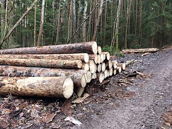 Käferholz am Rand eines Waldwegs nahe Seehof Foto: Ramona Popp