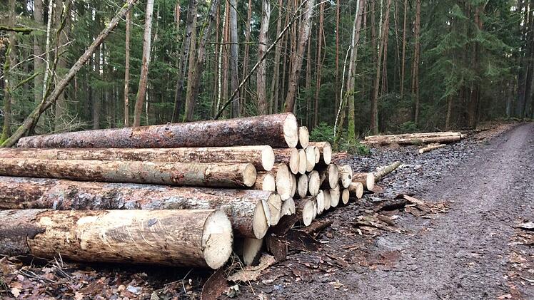 Käferholz am Rand eines Waldwegs nahe Seehof Foto: Ramona Popp