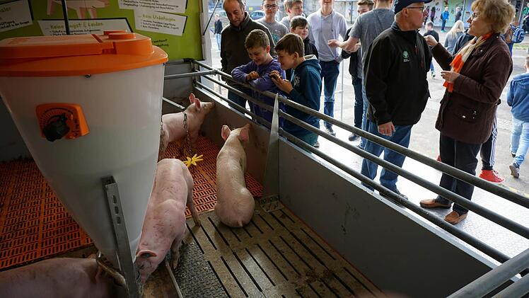 Schüler und Ferkel sind an einander interessiert. Foto: Anette Schreiber