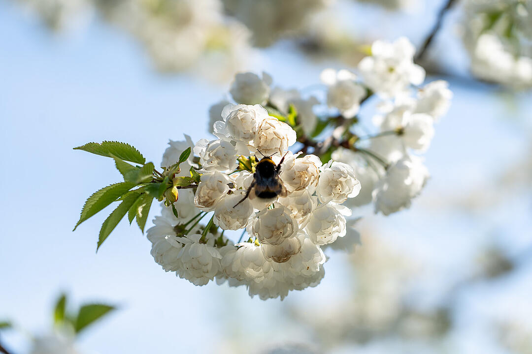 Wundersch&ouml;ne Naturfotos aus Bamberg.