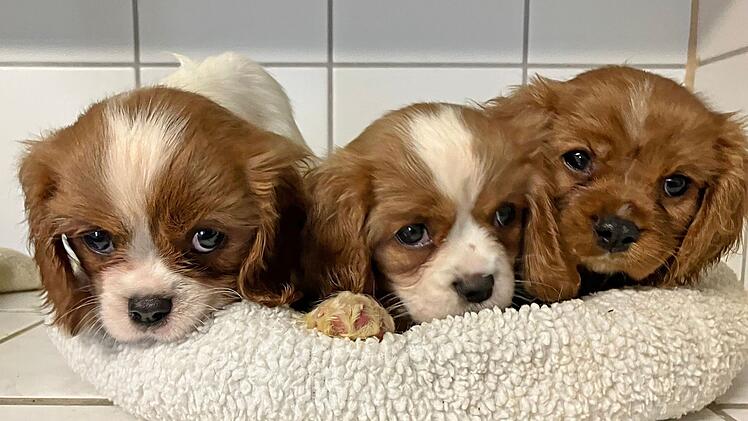 Tierheim Roth nimmt 29 Hundewelpen auf - Tierschützer arbeiten bis zu 19 Stunden pro Tag