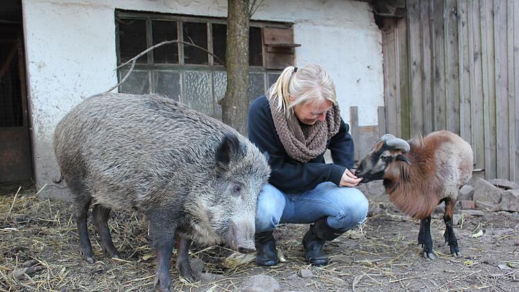 Schaf Camillo und Wildschwein Odin verband eine innige Freundschaft. Tobias Wallrapps Frau Diana Kraemer füttert die beiden Haustiere 2017. Foto: Tobias Wallrapp